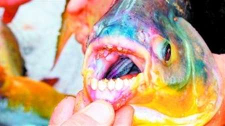 切蛋魚