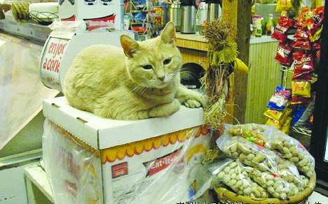 貓市長