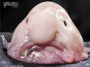 水滴魚