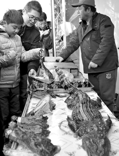 烤鱷魚