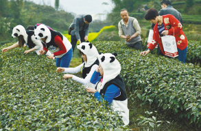 天價熊貓茶