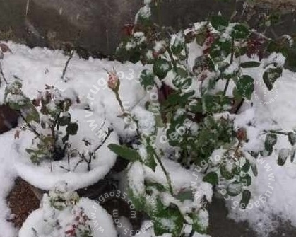 哈爾濱罕見5月飛雪