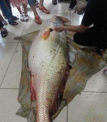 黃唇魚賣出300萬