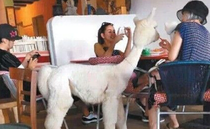 周杰倫結婚