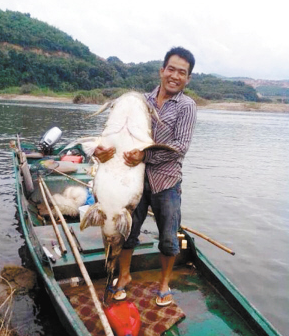 面瓜魚