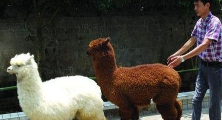 草泥馬