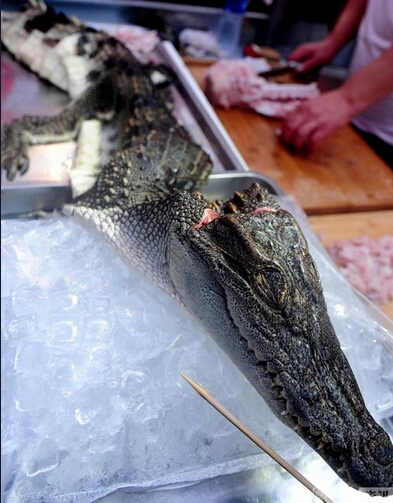 沈陽現鱷魚燒烤20元1串