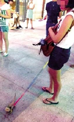 女子街頭遛蜥蜴