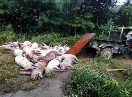 171頭豬遭雷擊