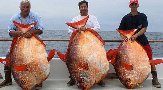 月亮魚
