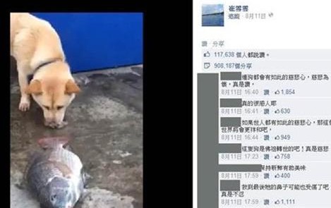 狗狗用鼻子撩水救魚