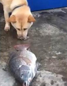 小黃狗“撩水救魚”