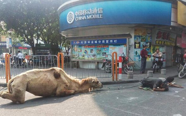 駱駝乞討