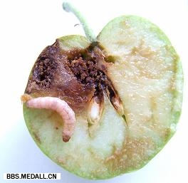我國(guó)澄清一飛蛾引發(fā)的歷史錯(cuò)案