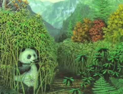 四川冷箭竹發芽大熊貓獲救