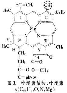 葉綠素合成成功