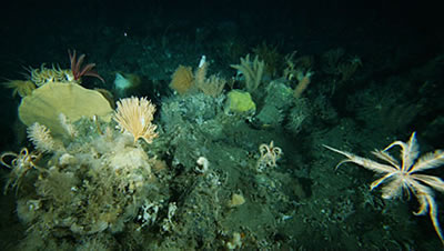 澳大利亞科學家在南極洲水下發現新的海洋生物