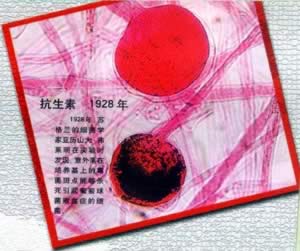 英國細菌學家弗萊明逝世