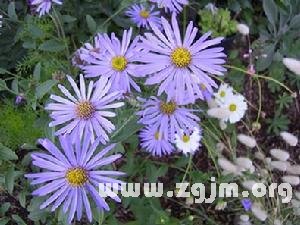 歐洲蒲菊的花語(yǔ)