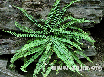 鐵角鳳尾草的花語(yǔ)