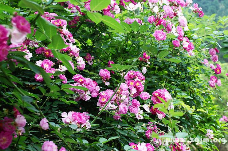 薔薇花的花語(yǔ)