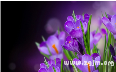 紫番紅花的花語(yǔ)