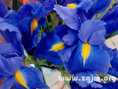 冬紫羅蘭的花語(yǔ)