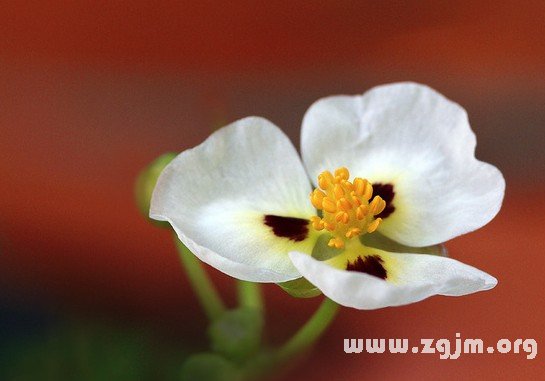 面高花的花語(yǔ)