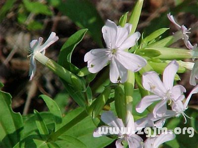 石堿草的花語