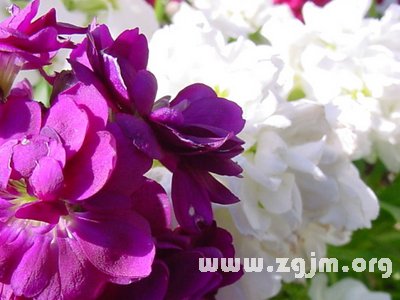 冬紫羅花語(yǔ)