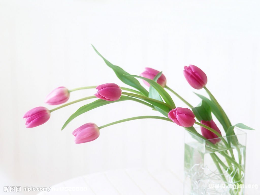 郁金香的花語