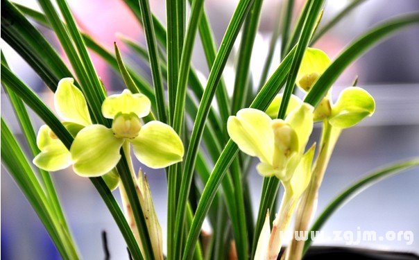 蘭花的花語(yǔ)