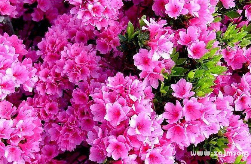 蔓越橘的花語(yǔ)