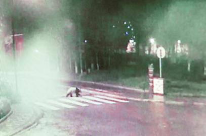 這樣賣萌“太犯規”！大熊貓深夜逛街