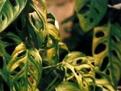 哪些花草能去除室內有害物質(圖)