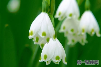 12月29日花語(yǔ)：白色石南，生日花語(yǔ)持久