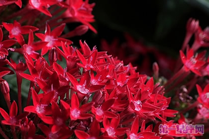 12月20日生日花語：雨傘花，生日花語正統性