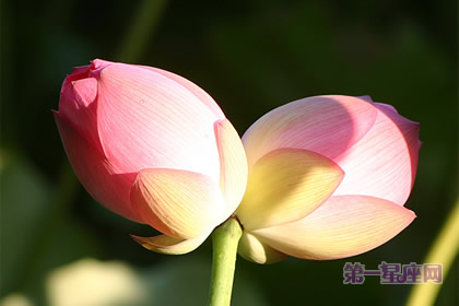 并蒂蓮
