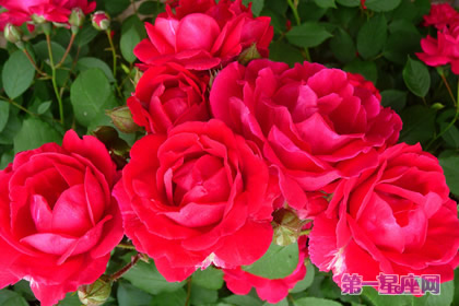 血色薔薇