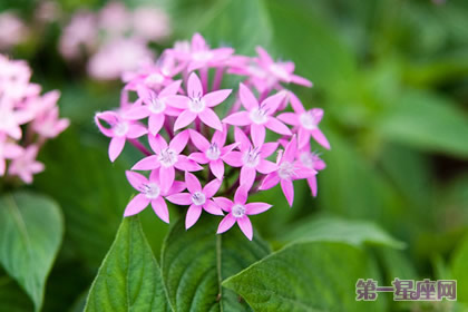 12月31日花語：雨傘花，生日花語偉業