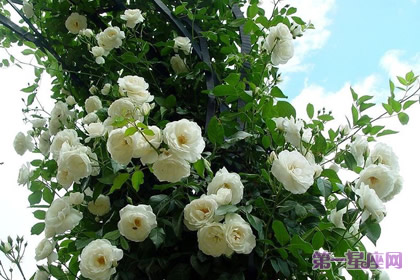 白薔薇