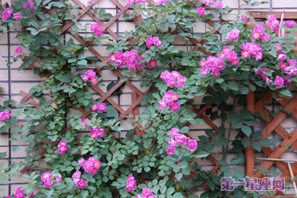 粉薔薇