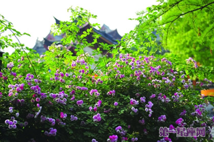 紫色薔薇