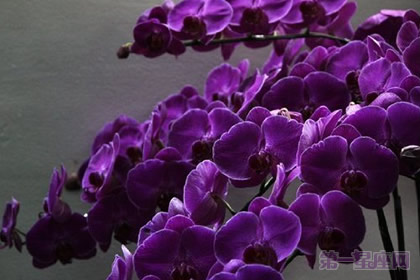 紫色蝴蝶蘭花語