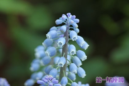 串鈴花