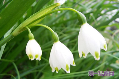 雪片蓮花語：新生、純潔的心