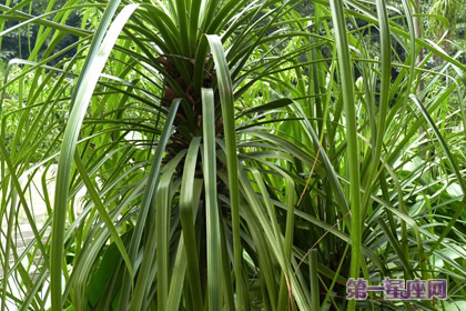 植物酒瓶蘭花語和象征代表意義