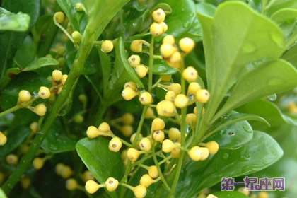 尤加利的花語和象征代表意義
