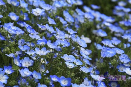 粉蝶花的花語(yǔ)：感恩