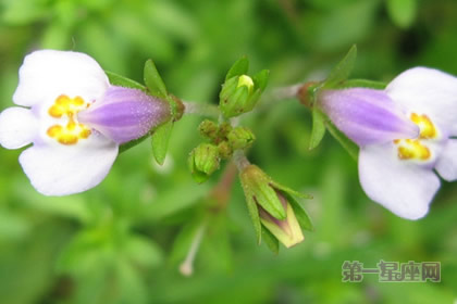 通泉草的花語：守秘（沉默不語）